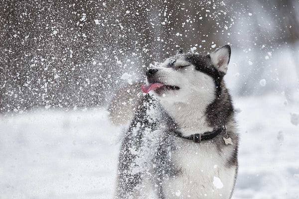 Dogs Like Snow
