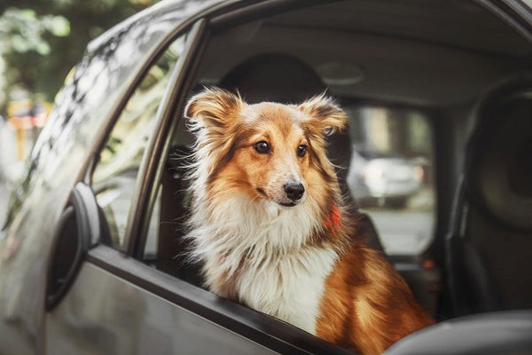 How Long Can a Dog Stay in the Car
