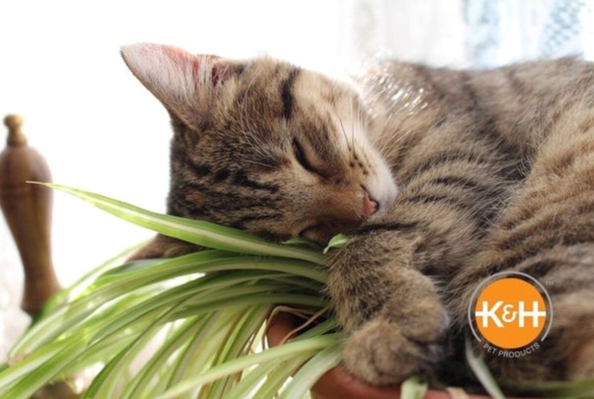 9 Vet-Approved Non-Toxic Houseplants for Pets (2025 Safety Guide)