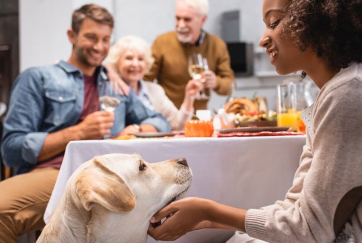 How to Stop Dog Begging at Thanksgiving: 2025 Vet-Approved Strategies That Work