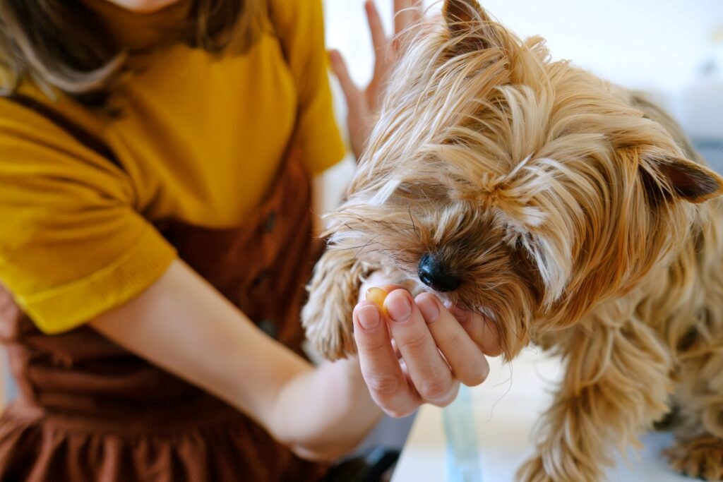 dog separation anxiety