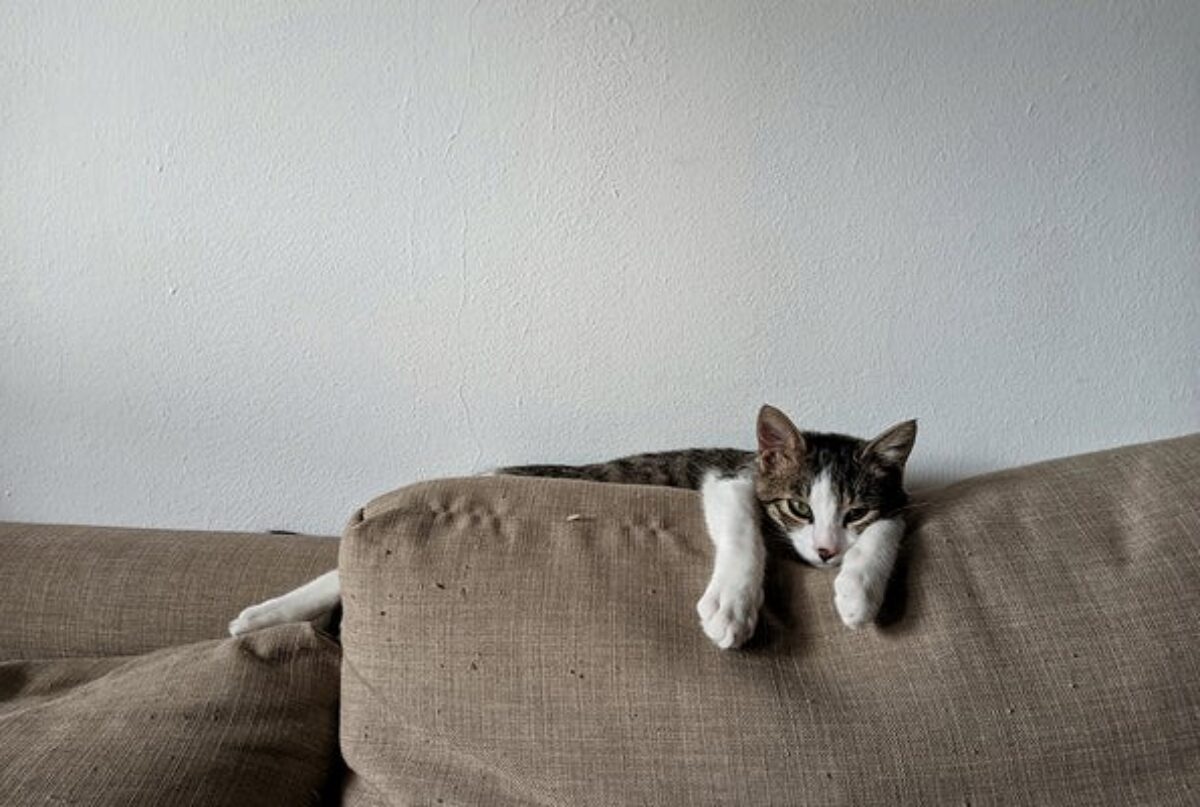 How to Keep Cats Off Furniture: 2025 Vet-Approved Strategies That Work