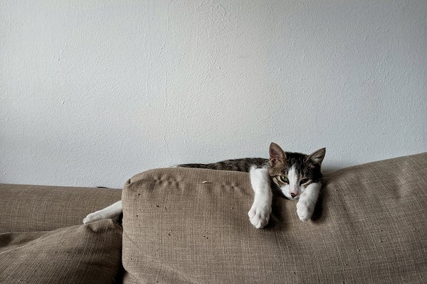 keep cats off furniture