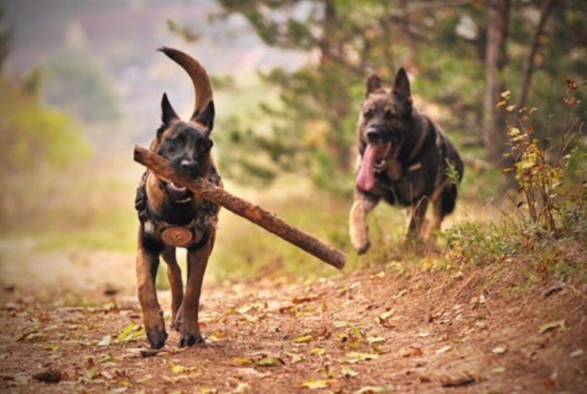 Top 15 Smartest Dog Breeds in 2024: Vet-Ranked by Intelligence & Trainability