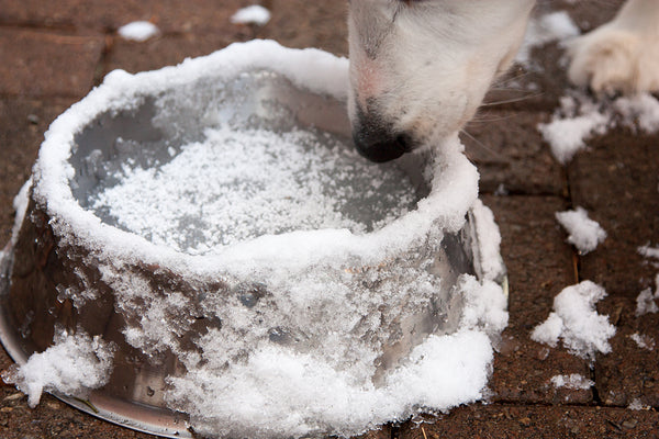 how to keep my dog's water from freezing