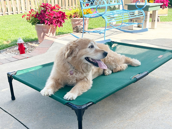 Manage Dog Barking with Anti-Barking Devices