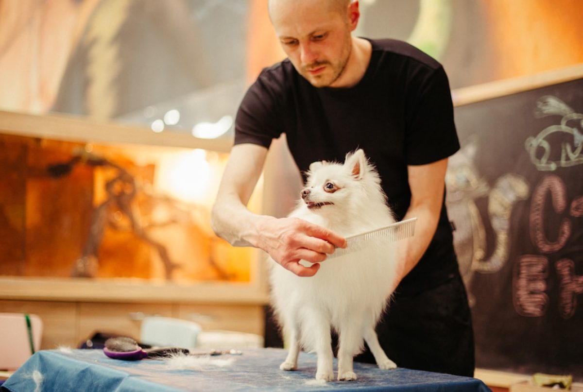 Why Your Pet Needs Nail Clippers: The Essential Guide