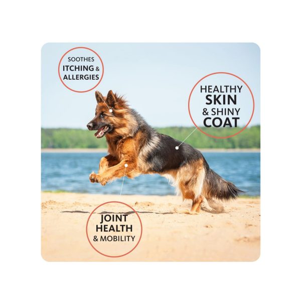 Pet fish oil, Norwegian salmon oil - Image 6