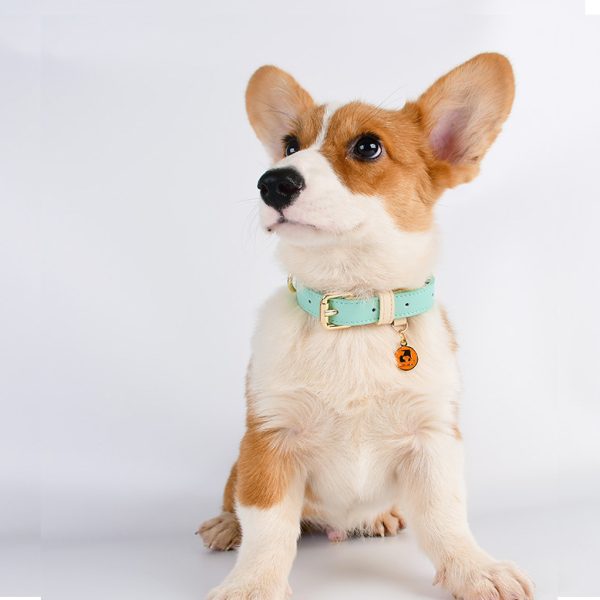 Pet collar mint green - Image 3
