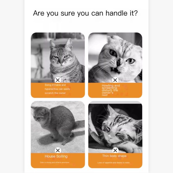 Cat safety film - Image 2